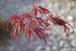 枫叶,日语,红色的枫叶