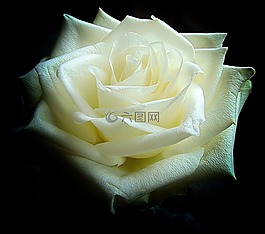 白玫瑰,开花,叶子