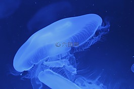 水母,生,格拉纳达