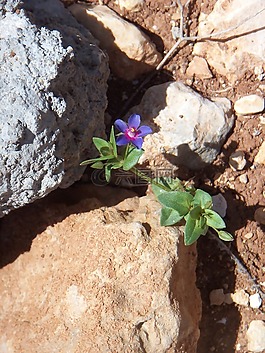 岩,花的,植物