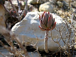 多汁,性质,花