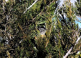 动物,知更鸟,鸟