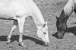 马匹,黑色和白色,单色