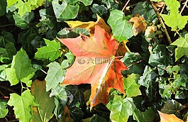 枫叶,秋叶,下跌