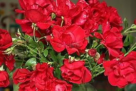 玫瑰,红色,斯特劳斯