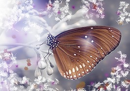 蝴蝶,幻想,lichtspiel