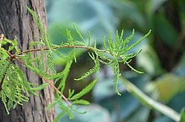 松,绿树,松树