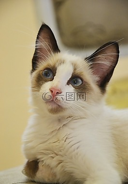 猫,动物,猫科动物