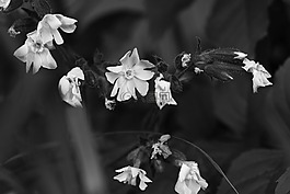 鲜花,夏天,夏天花