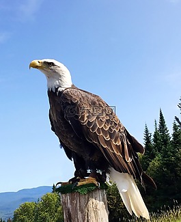 老鷹,鳥,野生