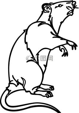 大鼠,灭鼠,实验室老鼠