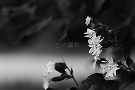 鲜花,夏天,夏天花