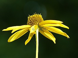 coneflower,黄色,花卉