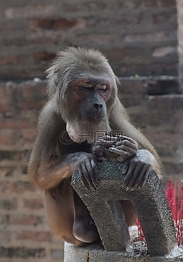 动物,饲养猴子,洲的thoi