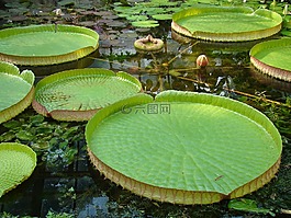 叶子,水花,大片