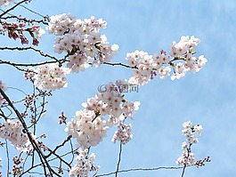 樱花,赏樱,天空