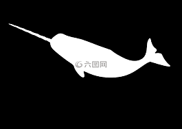 独角鲸,水,reddit