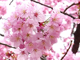樱花,赏樱,天空