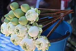 荷花,泰国,莲花