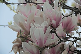 白玉兰,花,木兰