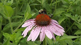 植物区系,花,紫色金光菊