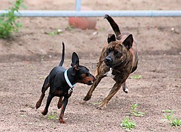 狗,朋友,迷你杜宾犬