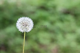 蒲公英,绿色,春