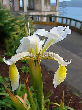 花,鸢尾,开花