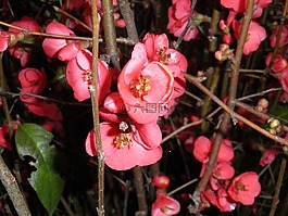 枝绽放,粉红色的花朵,布什绽放