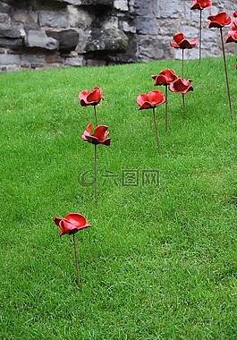 罂粟,旅游,户外