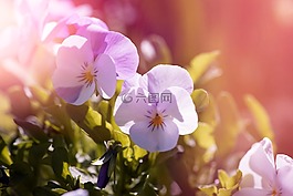 紫罗兰色,潘茜,花园潘西