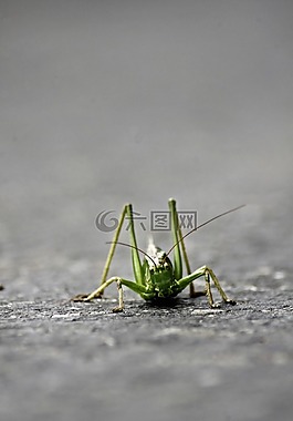 蝗虫,沙漠蝗虫,昆虫