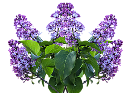 紫丁香,春天,紫丁香花