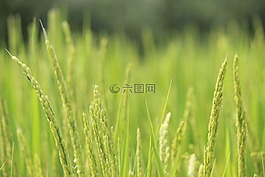 水稻,水稻穗,绿色