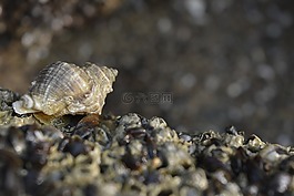 贝壳,贝壳海岸,黑色的贝壳