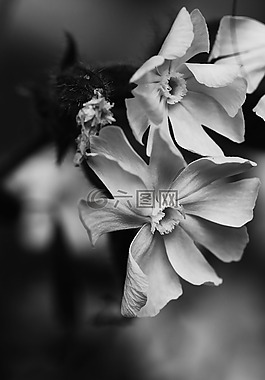 鲜花,夏天花,夏天