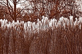 潘帕斯草,cortaderia selloana,羽