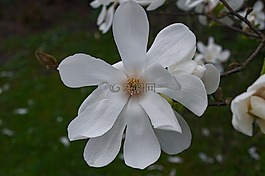 白玉兰,花,木兰