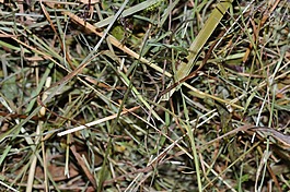 干草,乾的草,关闭