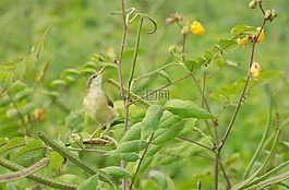 小小鸟,搁枝上,植物