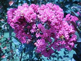 北卡罗莱纳州,鲜花,自然