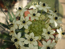 北卡罗莱纳州,鲜花,自然