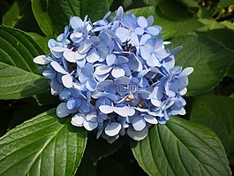 北卡罗莱纳州,鲜花,自然