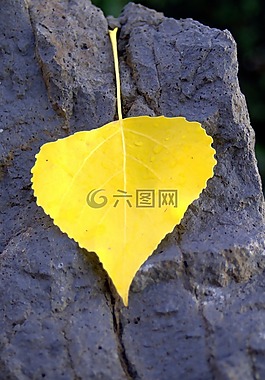 秋,阳光明媚,叶