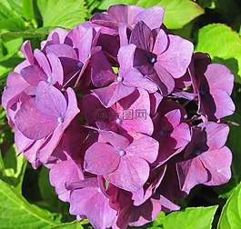 八仙花,花,鲜花