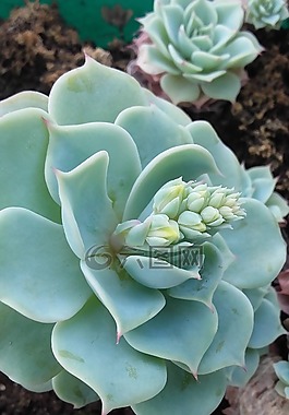 胖,鲜花,花