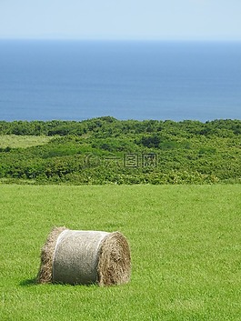 海,放牧,北海道