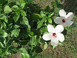 只是,美丽,鲜花