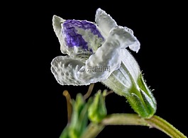 野花,小花朵,白色紫色
