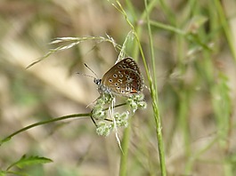 scolitantides orion,蝴蝶,蓝蝴蝶